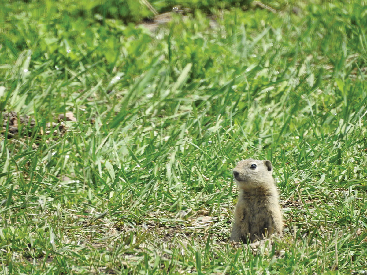 The Belding’s ground squirrel comes out of hibernation usually in March and goes back underground about mid-July. They are very destructive in crop lands. Shooters keep the numbers of squirrels down and help farmers maintain certified organic labels without the use of poisons.